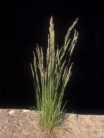 Fétuque rouge (Festuca rubra)_12