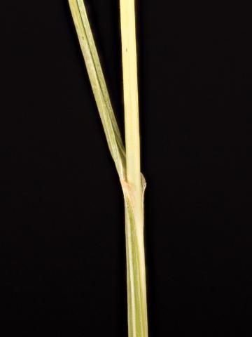 Fétuque rouge (Festuca rubra)_13