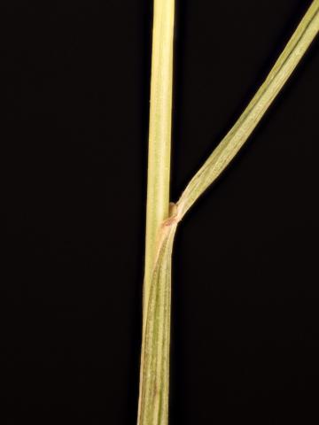 Fétuque rouge (Festuca rubra)_14