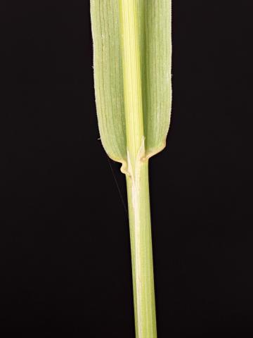 Fléole des prés (Phleum pratense)_10