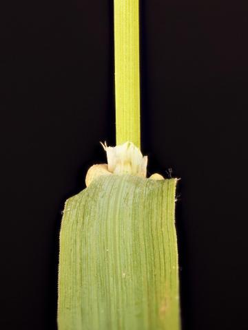 Fléole des prés (Phleum pratense)_11