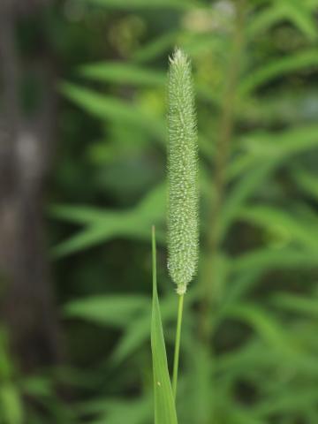 Fléole des prés (Phleum pratense)_13