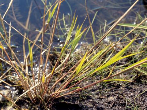 Léersie faux-riz (Leersia oryzoides)_1