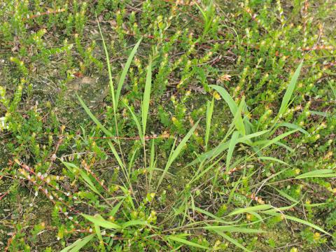 Léersie faux-riz (Leersia oryzoides)_8