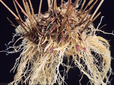 Muhlenbergie feuillée (Muhlenbergia frondosa)_2