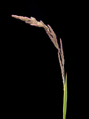 Muhlenbergie feuillée (Muhlenbergia frondosa)_3