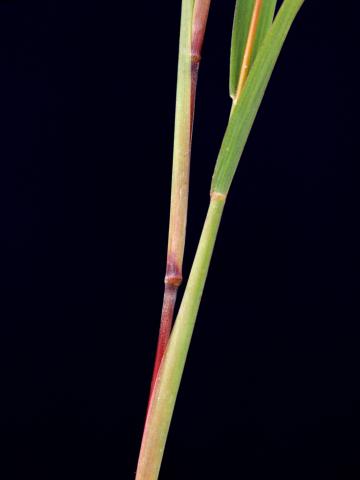 Muhlenbergie feuillée (Muhlenbergia frondosa)_4