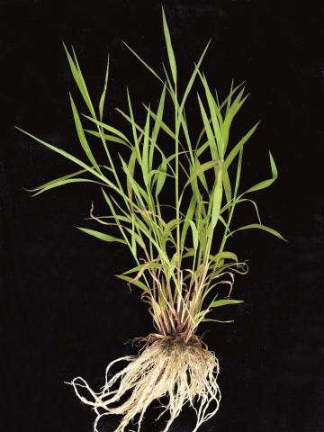 Muhlenbergie feuillée (Muhlenbergia frondosa)_9