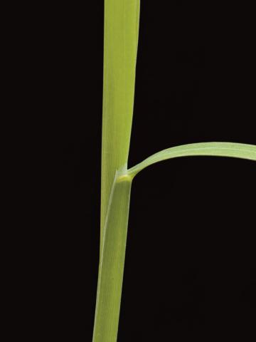 Muhlenbergie feuillée (Muhlenbergia frondosa)_10