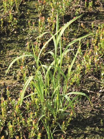 Muhlenbergie feuillée (Muhlenbergia frondosa)_12