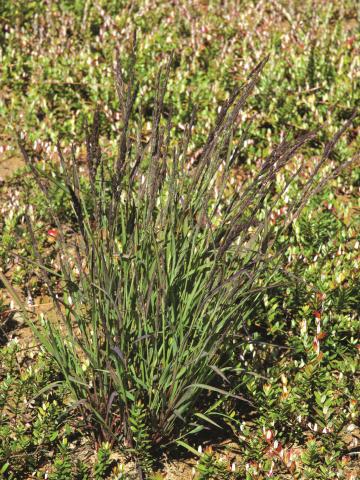 Muhlenbergie feuillée (Muhlenbergia frondosa)_13