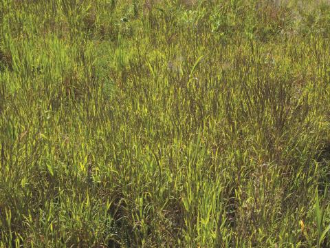 Muhlenbergie feuillée (Muhlenbergia frondosa)_14