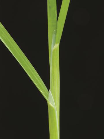 Pâturin annuel (Poa annua)_9