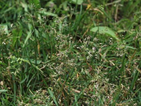 Pâturin annuel (Poa annua)_14