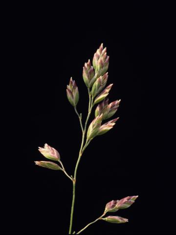 Pâturin prés (Poa pratensis)_6