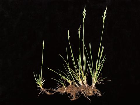 Pâturin prés (Poa pratensis)_7