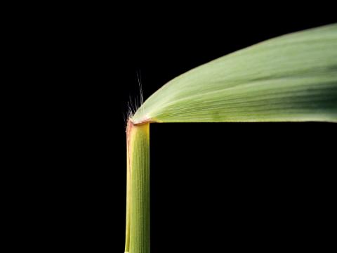 Roseau commun (Phragmites australis)_5