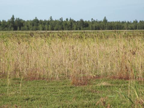 Roseau commun (Phragmites australis)_9