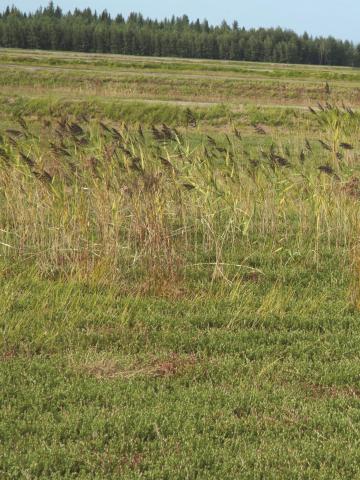 Roseau commun (Phragmites australis)_17