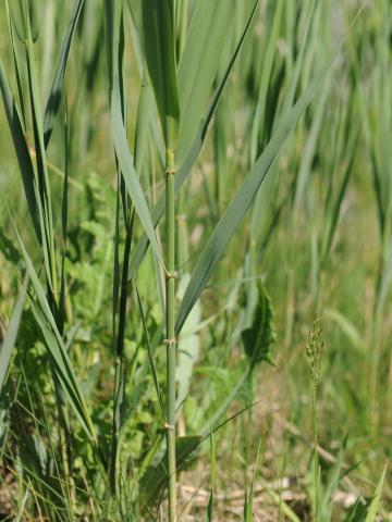 Roseau commun (Phragmites australis)_21