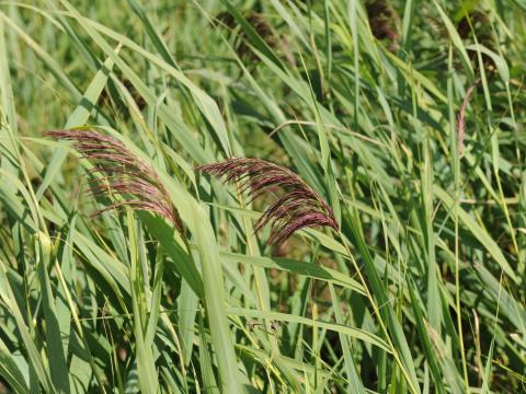 Roseau commun (Phragmites australis)_23