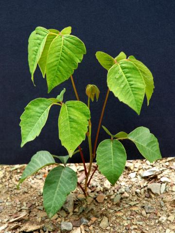 Herbe à puce (Toxicodendron radicans)_10