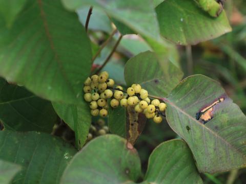 Herbe à puce (Toxicodendron radicans)_17