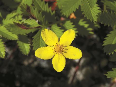 Potentille ansérine (Potentilla anserina)_1