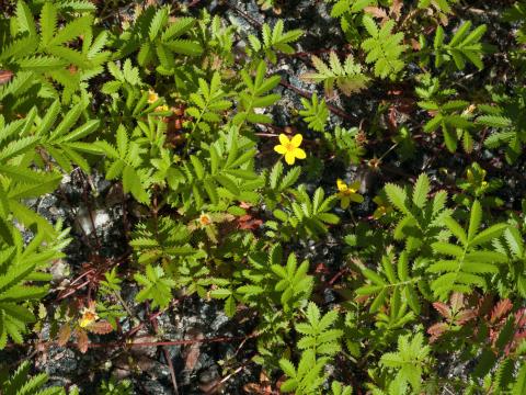 Potentille ansérine (Potentilla anserina)_5