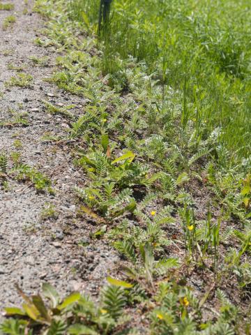 Potentille ansérine (Potentilla anserina)_10