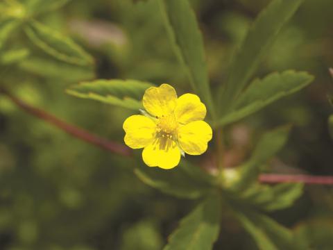 Potentille simple (Potentilla simplex)_1