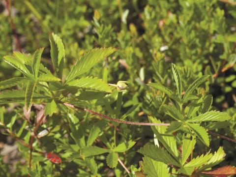 Potentille simple (Potentilla simplex)_4