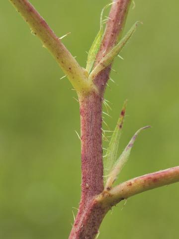 Ronce Alléghanys (Rubus allegheniensis)_14