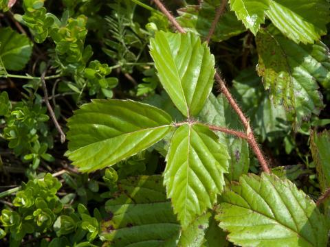 Ronce hispide (Rubus hispidus)_1