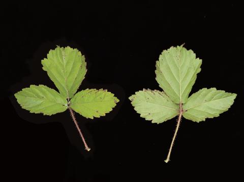 Ronce hispide (Rubus hispidus)_4