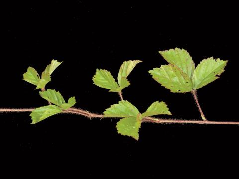 Ronce hispide (Rubus hispidus)_7