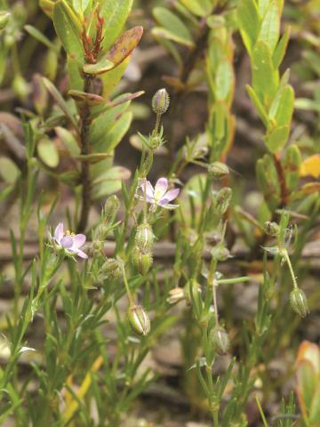 Spergulaire rouge(Spergularia rubra)_3