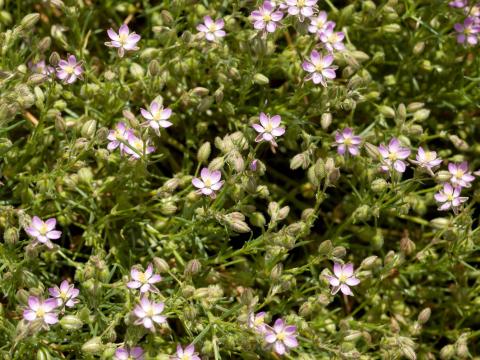 Spergulaire rouge(Spergularia rubra)_5