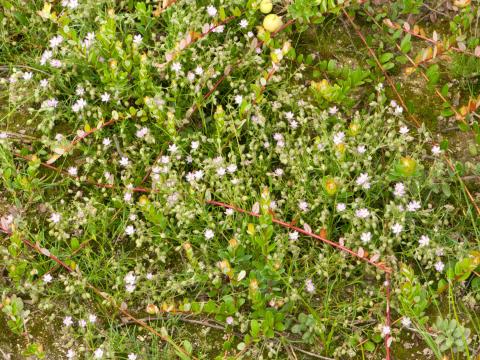 Spergulaire rouge(Spergularia rubra)_7