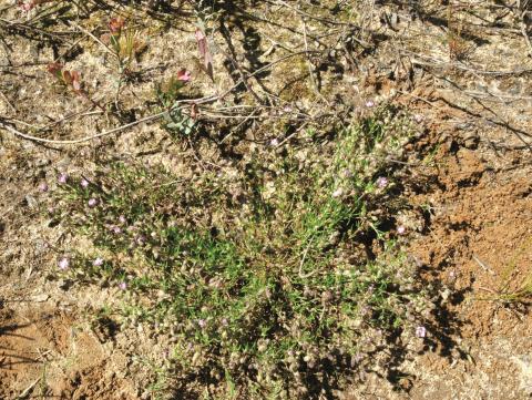 Spergulaire rouge(Spergularia rubra)_10