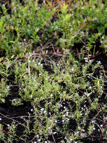 Spergulaire rouge(Spergularia rubra)_11