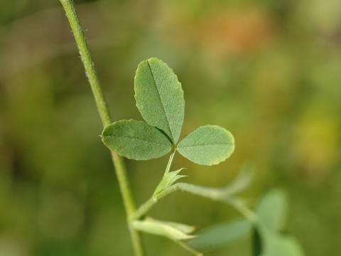 Trèfle doré(Trifolium aureum)_7