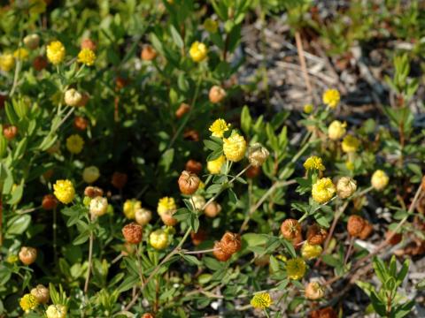 Trèfle doré(Trifolium aureum)_8