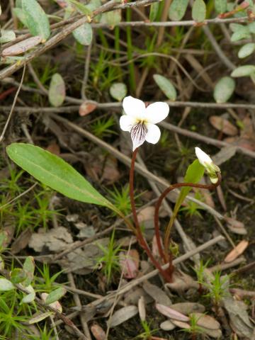 Violette lancéolée(Viola lanceolata)_2