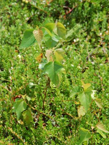 Bouleau gris(Betula populifolia)_1