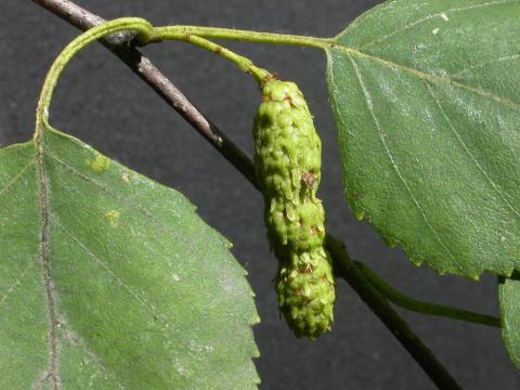 Bouleau blanc(Betula papyrifera)_4