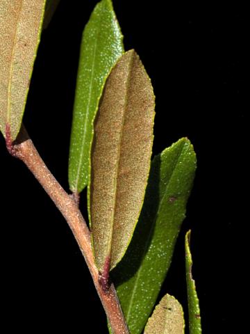 Cassandre caliculé(Chamaedaphne calyculata)_5