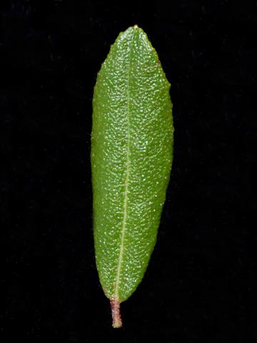 Cassandre caliculé(Chamaedaphne calyculata)_6