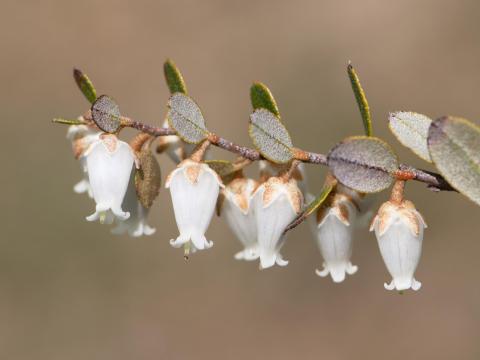 Cassandre caliculé(Chamaedaphne calyculata)_8