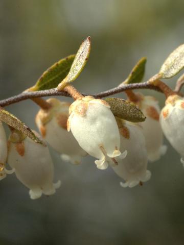 Cassandre caliculé(Chamaedaphne calyculata)_9